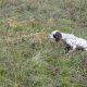 <h1 style="font-size: 12px">Setter in Ferma: A caccia in Bosnia..</h1>